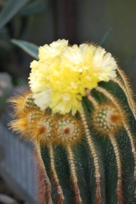 Eriocactus leninghausii - kaktus -květ
